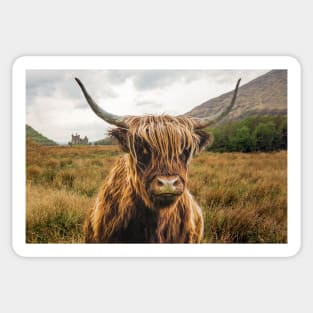 Scottish Highlander Cow Sticker